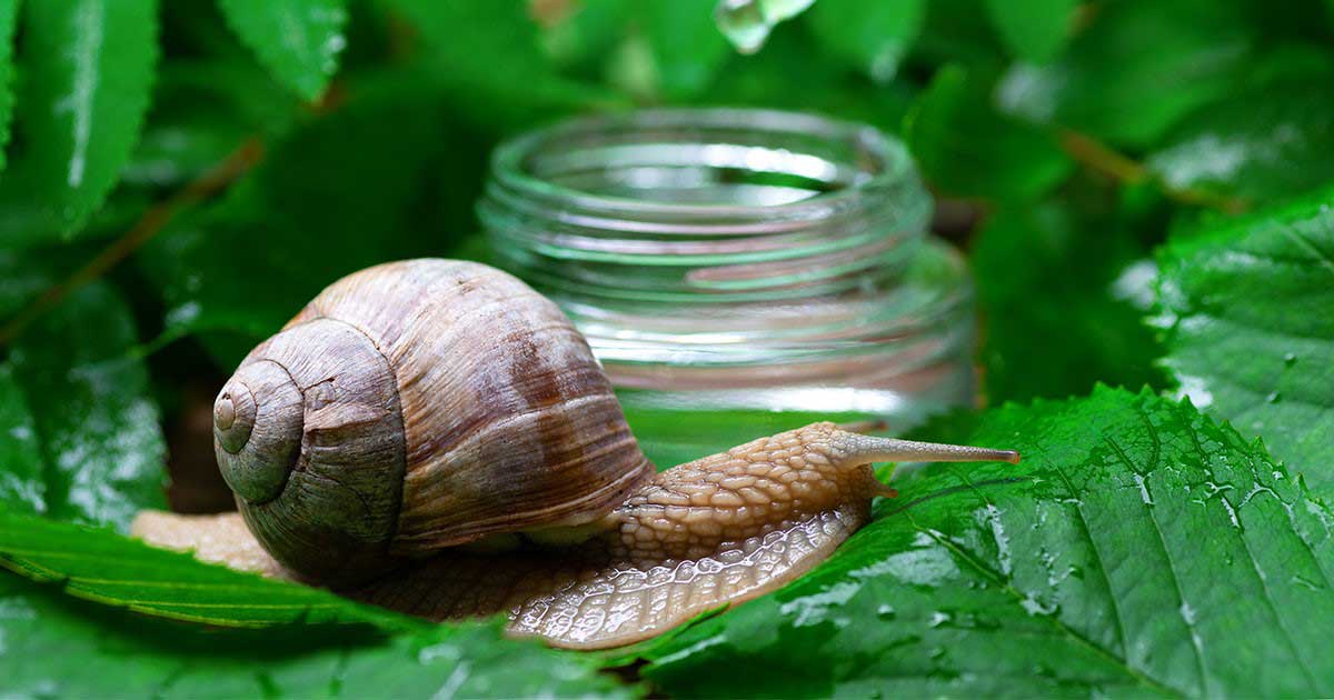Công dụng của dịch nhầy ốc sên với làn da