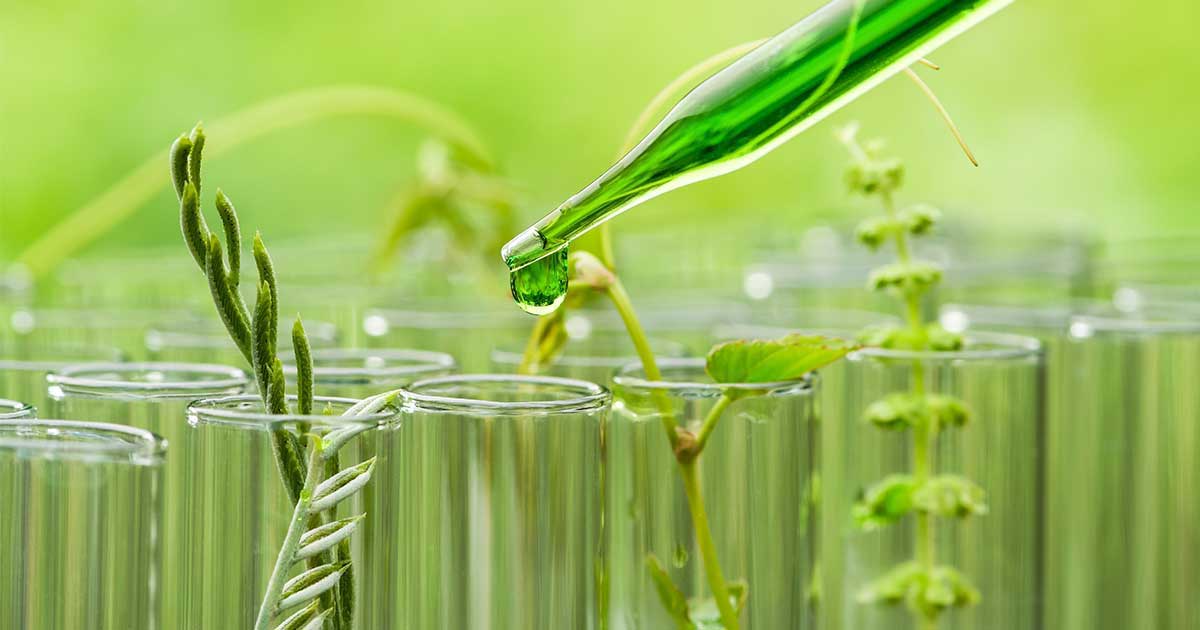 Tế bào gốc Thực vật và công dụng trong chăm sóc da