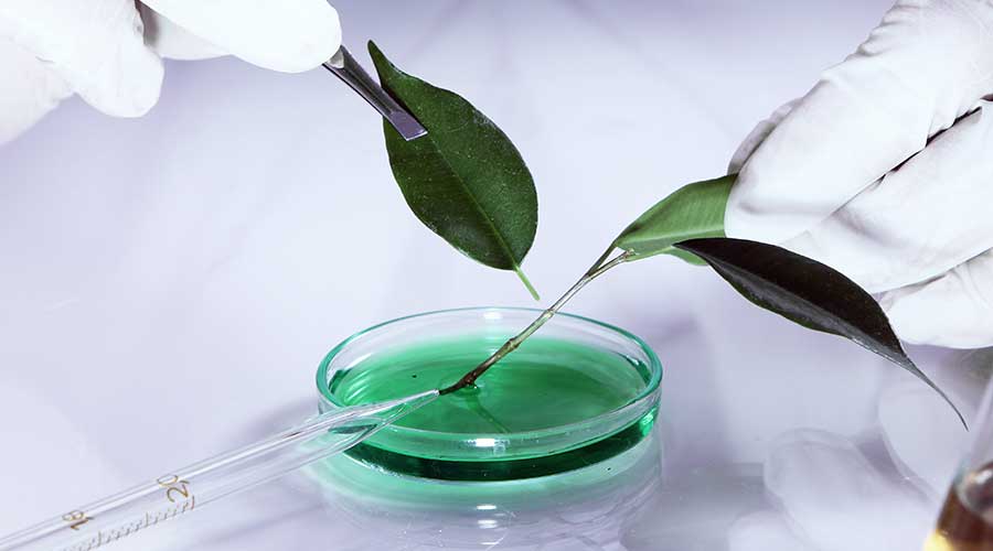 Chiết xuất từ tế bào gốc thực vật được ứng dụng nhiều trong các lĩnh vực thẩm mỹ, chăm sóc da