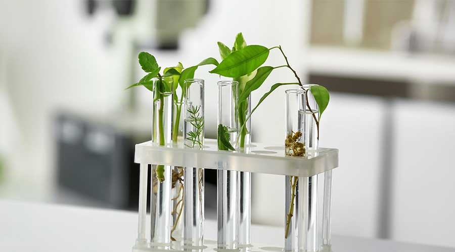 Tế bào gốc thực vật nằm ở mô phân sinh của cây và hoa