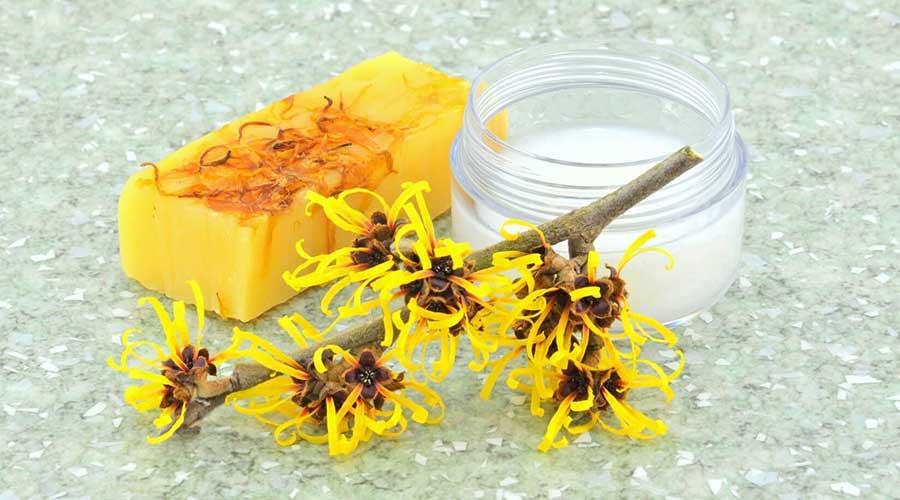 Chiết xuất lá cây phỉ có tác dụng chống oxy hóa và giúp dưỡng da mềm mịn